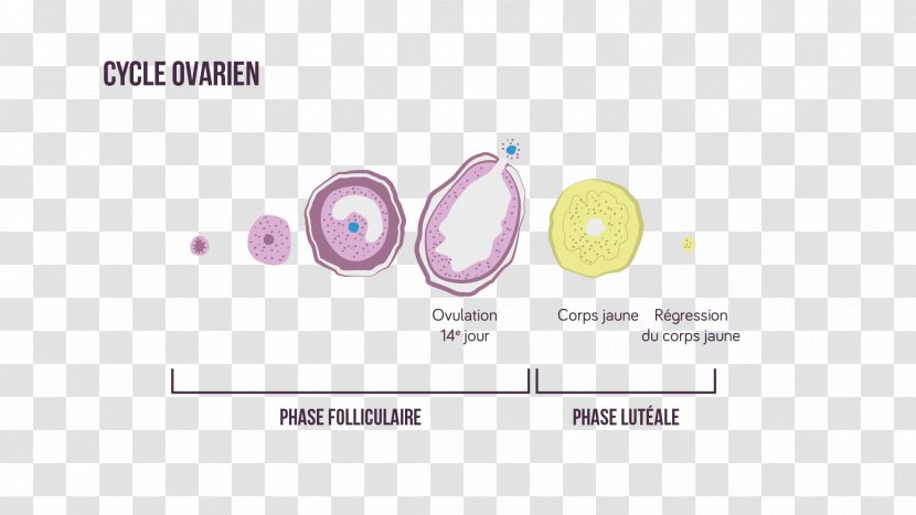 Brand Product Design Graphics Purple - Phases Of Ovulation Cycle Transparent PNG