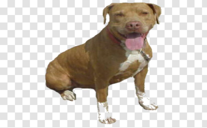 Dog Breed American Pit Bull Terrier Bulldog Staffordshire - Snout - Pitbull Transparent PNG