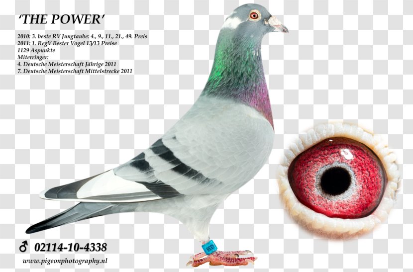 Homing Pigeon Columbidae Racing Homer Cat - Pigeons And Doves Transparent PNG
