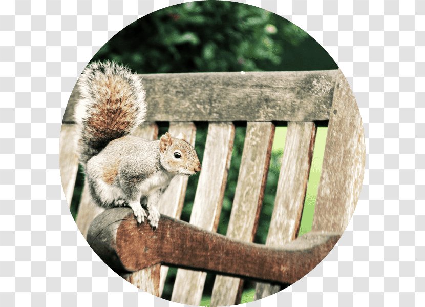 Chipmunk 02021 Fox Squirrel Wildlife - Rodent Transparent PNG