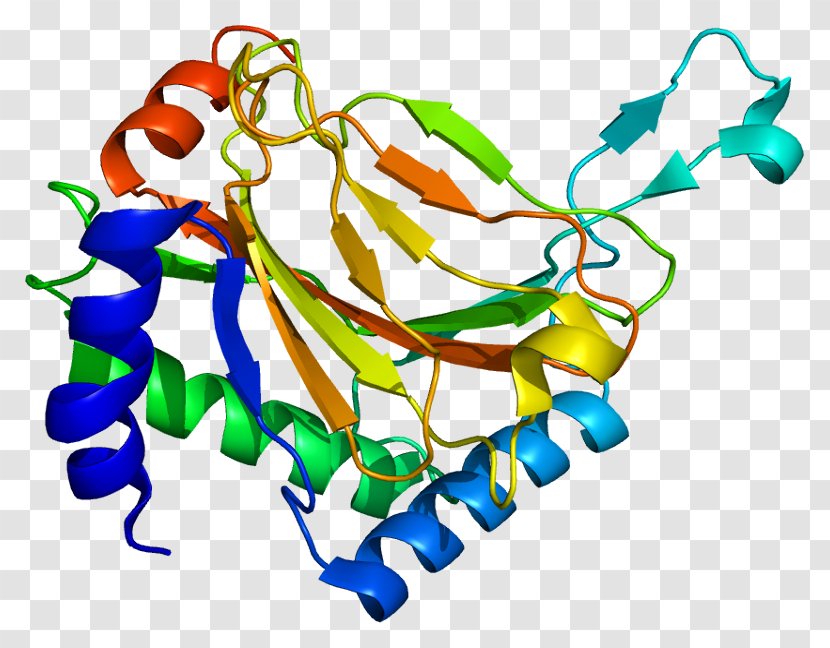 EGLN1 Hypoxia-inducible Factors HIF1A Procollagen-proline Dioxygenase Hydroxylation - Hypoxiainducible - Organism Transparent PNG