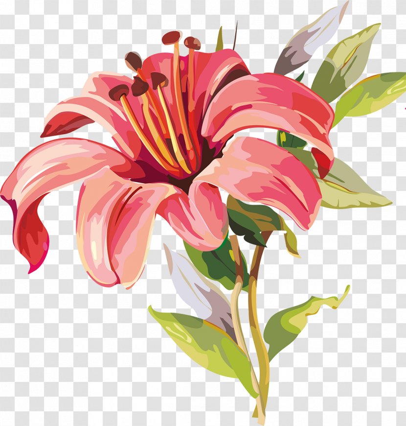 Drawing - Lily - Lilly Transparent PNG
