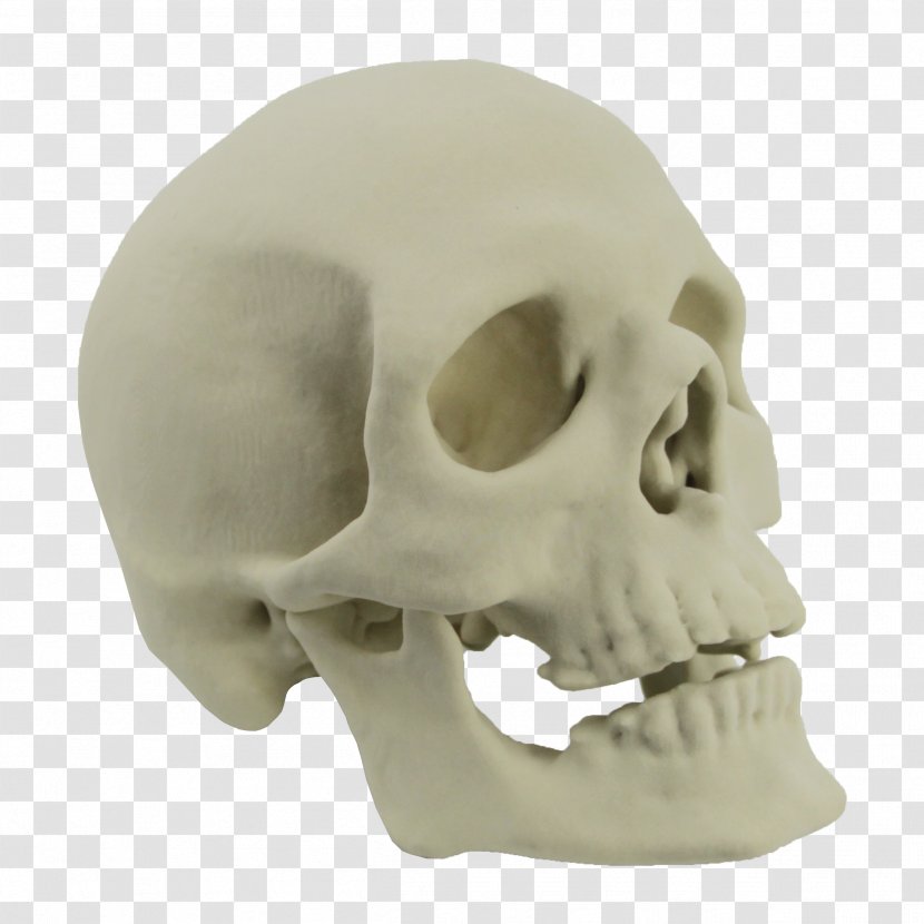 Skull 3D Printing Skeleton Bone - Craniosynostosis - Skulls Transparent PNG
