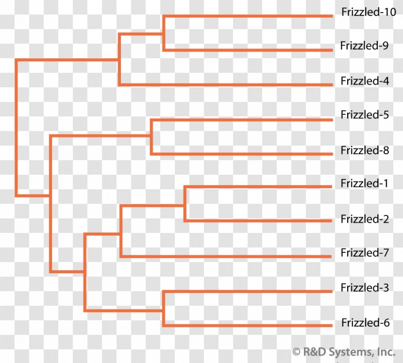 Line Organization Angle Diagram Brand Transparent PNG