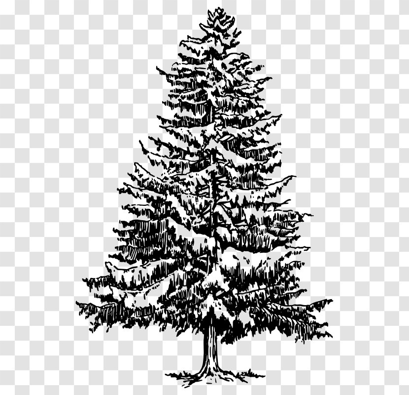 Christmas Tree Line Drawing - Eastern White Pine - Sitka Spruce Forest Transparent PNG