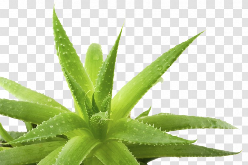 Aloe Vera Ferox Gel - Herbalism - Transparent Background Transparent PNG