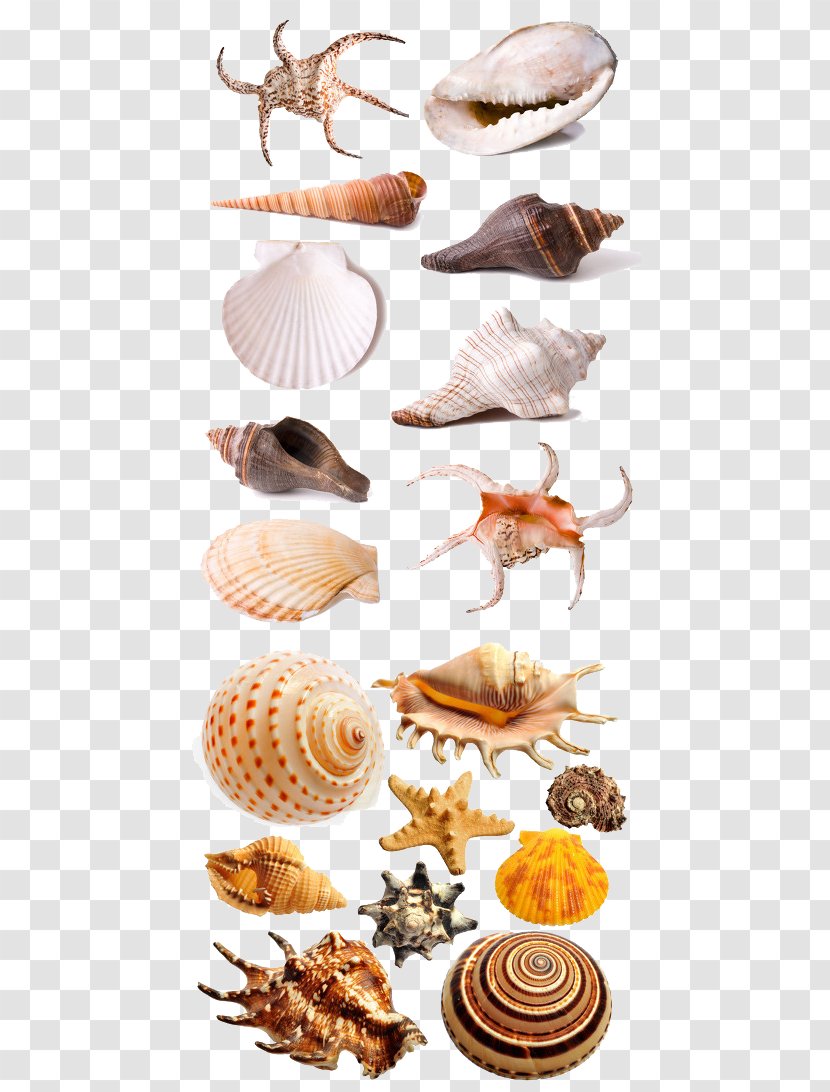 Seafood Seashell Download - Animal Source Foods - Shell Transparent PNG