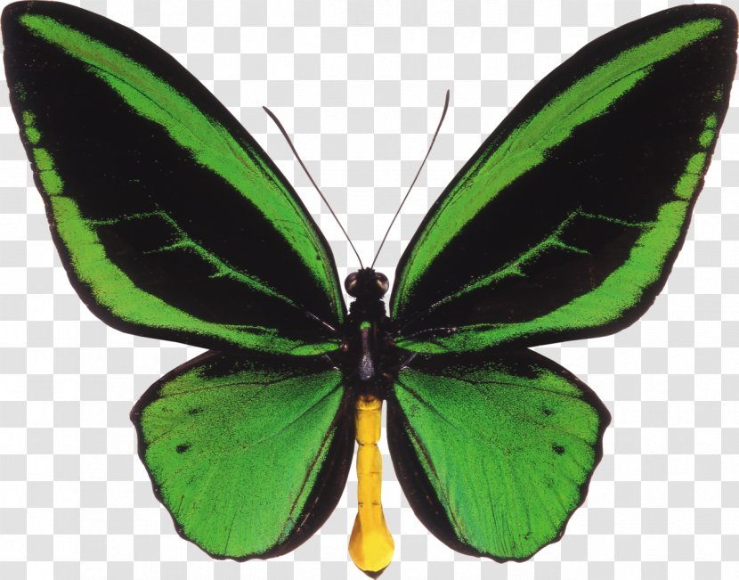 Butterfly Ornithoptera Priamus Birdwing Euphorion - Symmetry Transparent PNG