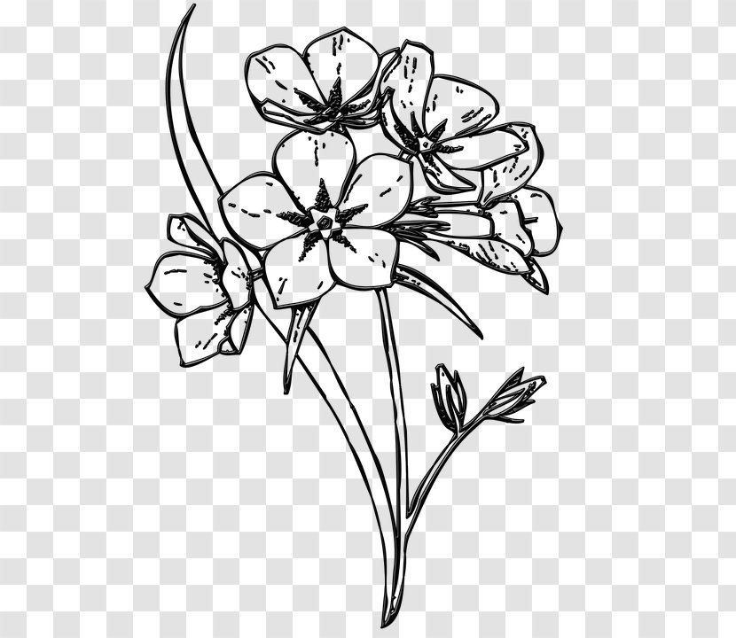 Floral Design Flower Drawing Petal - Line Art Transparent PNG