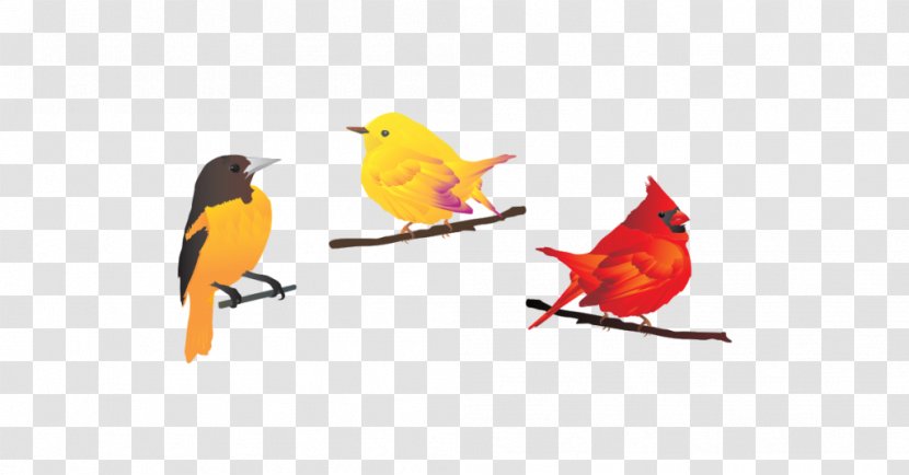 Bird Vector Graphics Clip Art Image - Royaltyfree Transparent PNG