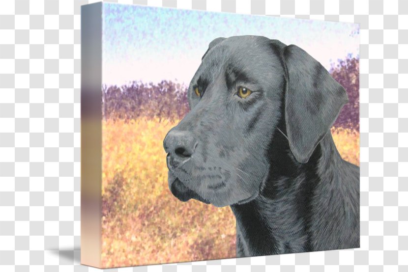 Labrador Retriever Great Dane Dog Breed Sporting Group - Black Lab Transparent PNG