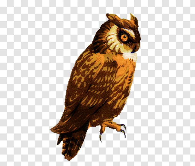 Great Horned Owl Drawing Barred Clip Art - Fauna - Eastern Screech Transparent PNG
