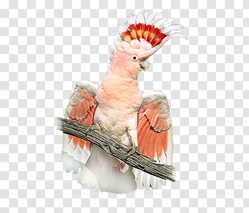 Sulphur-crested Cockatoo Budgerigar Macaw Bird - Lovebird Transparent PNG