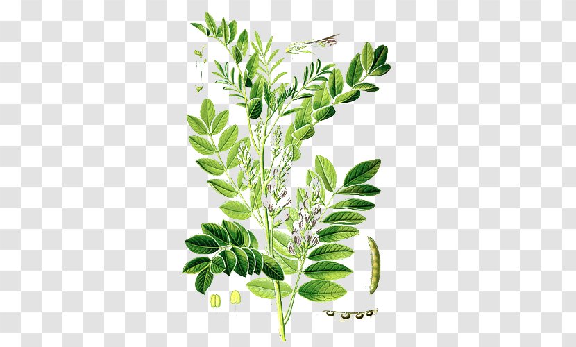 Liquorice Licorice Plant Root Herb - Subshrub Transparent PNG