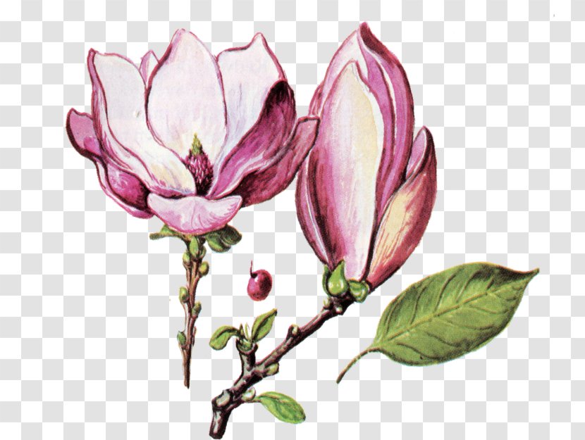 Flower Icon - Magnolia Family - Creative Valentine's Day Transparent PNG