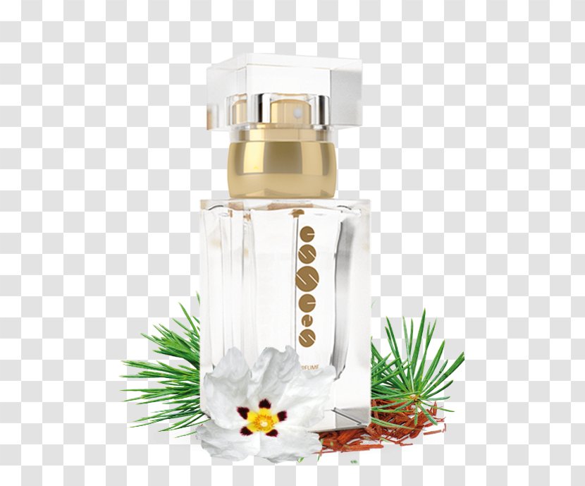 Perfume Note Aroma Christian Dior SE Cosmetics - Se Transparent PNG