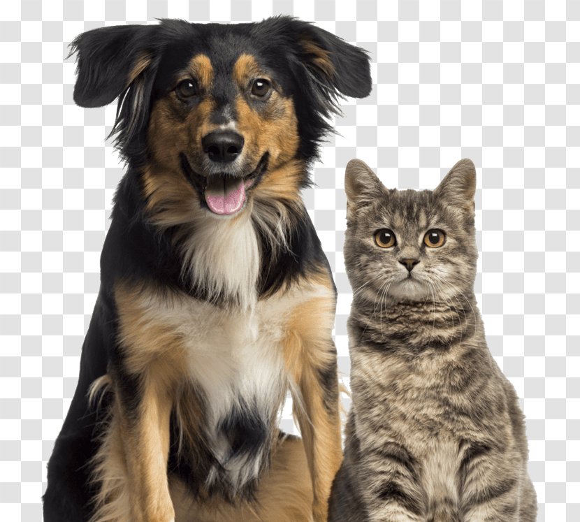 Dog–cat Relationship Pet Sitting - Cat Transparent PNG