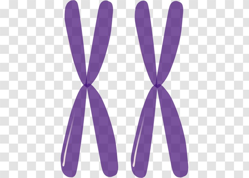 Homologous Chromosome X Mitosis Clip Art - Meiosis - Kfc Cliparts Transparent PNG
