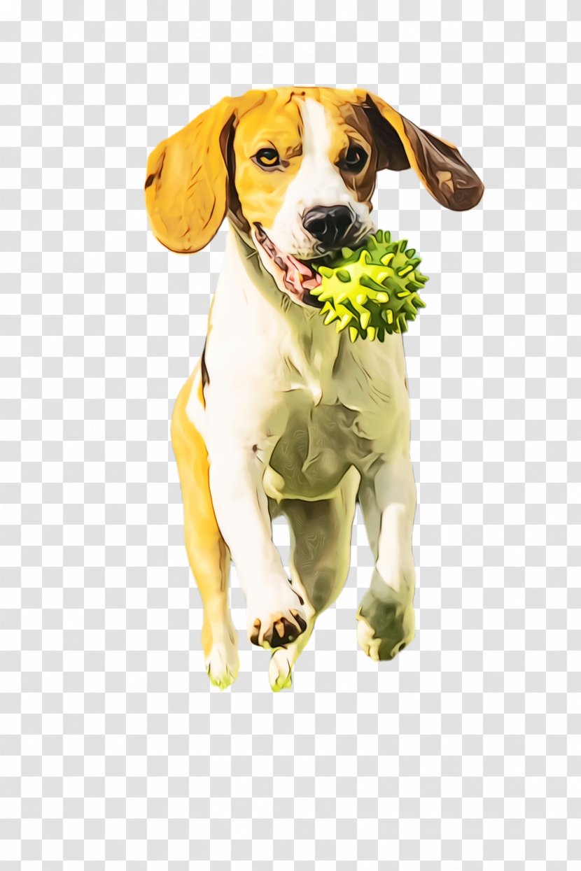 Cute Dog - English Foxhound - Pointer Hunting Transparent PNG