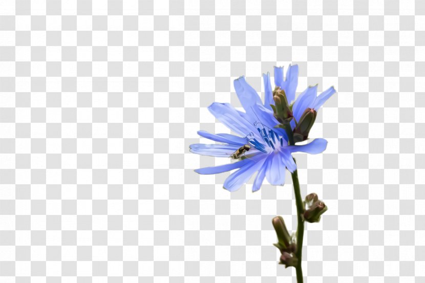 Flower Blue Plant Flowering Petal - Daisy Family Aster Transparent PNG