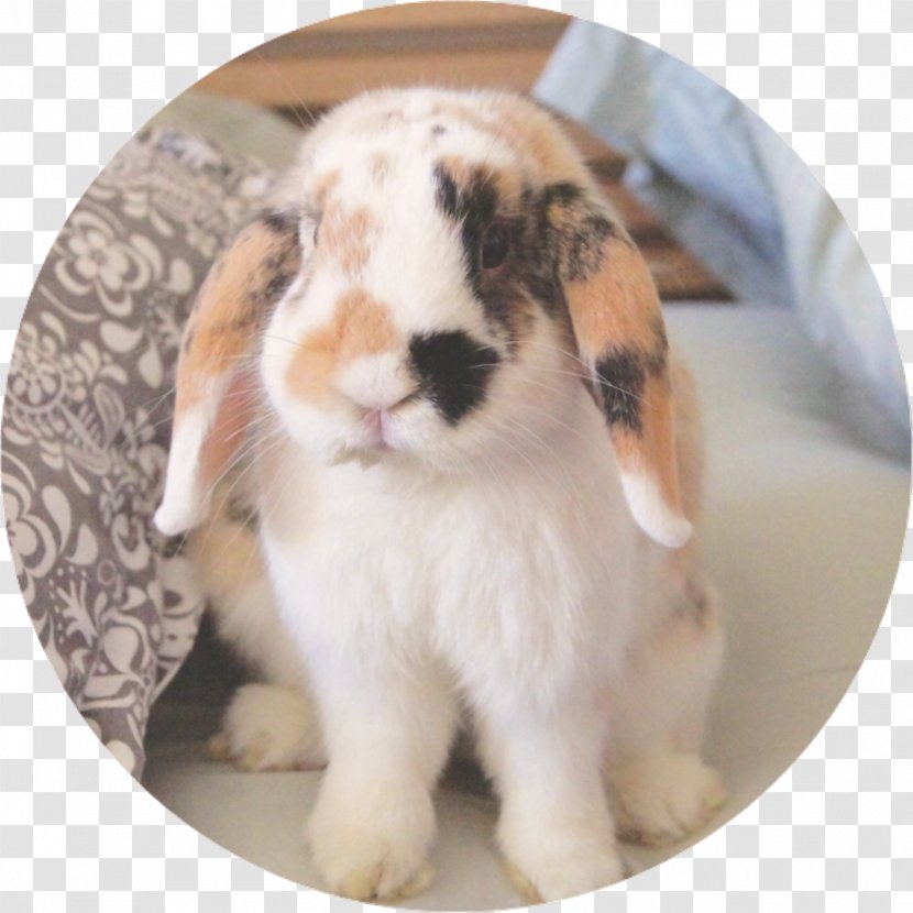 Domestic Rabbit - Holland Lop Transparent PNG