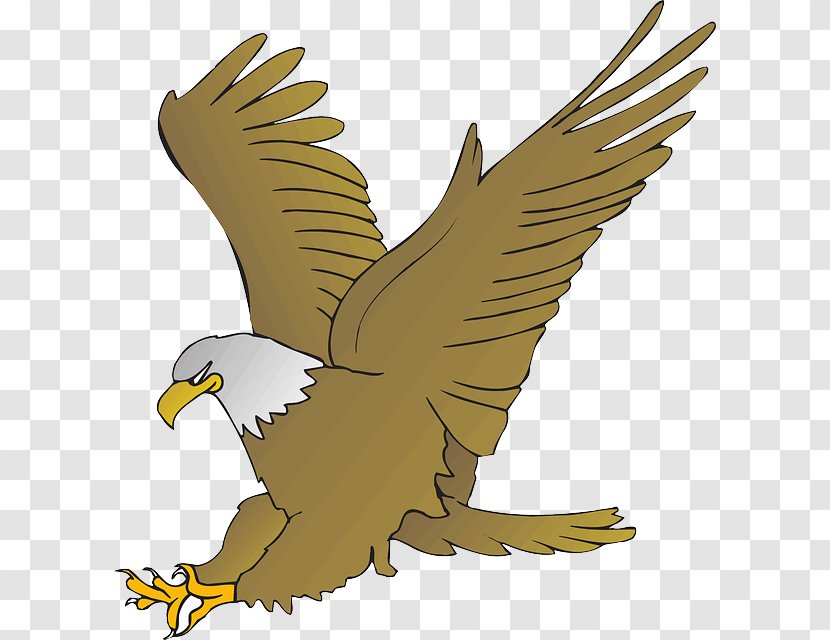 Bald Eagle Clip Art - Buzzard Transparent PNG