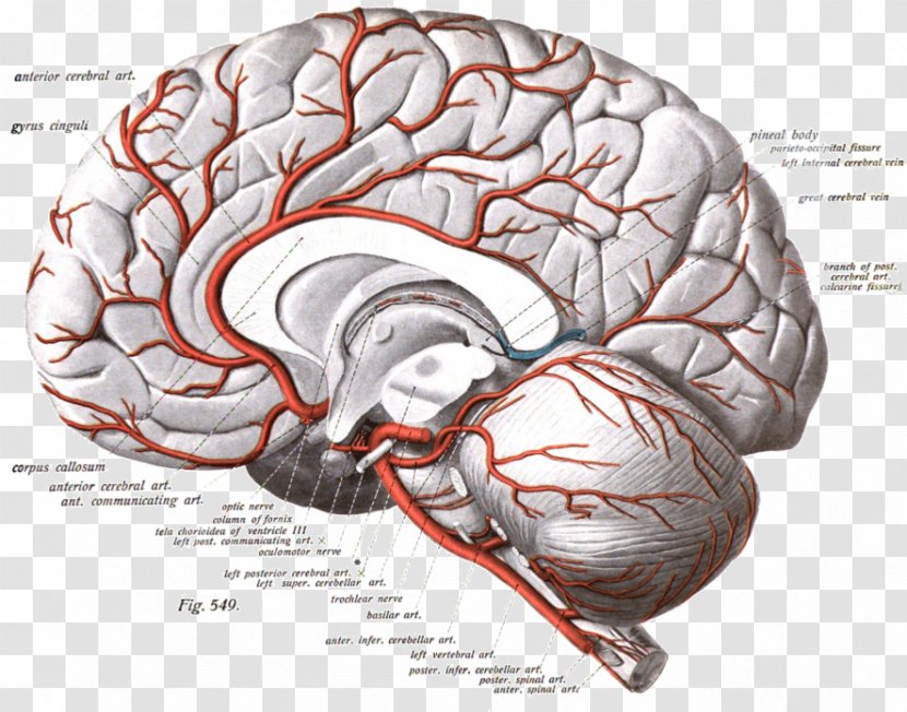 Anterior Cerebral Artery Arteries Brain Internal Carotid - Tree - Watercolor Stroke Transparent PNG