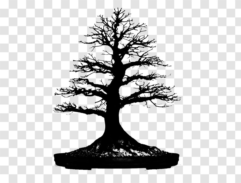 Bonsai Branching - Pine - Spruce Transparent PNG