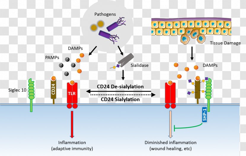 Neuraminidase Sialidase CD24 Cancer Ganglioside - Organization - Checkpoint Transparent PNG