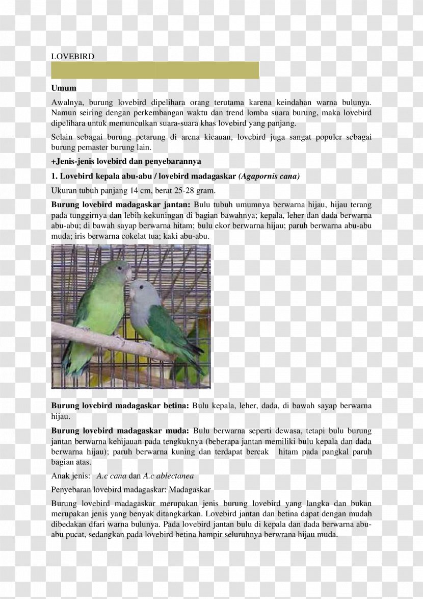 Lovebird Africans Angle Brochure - Africa Transparent PNG
