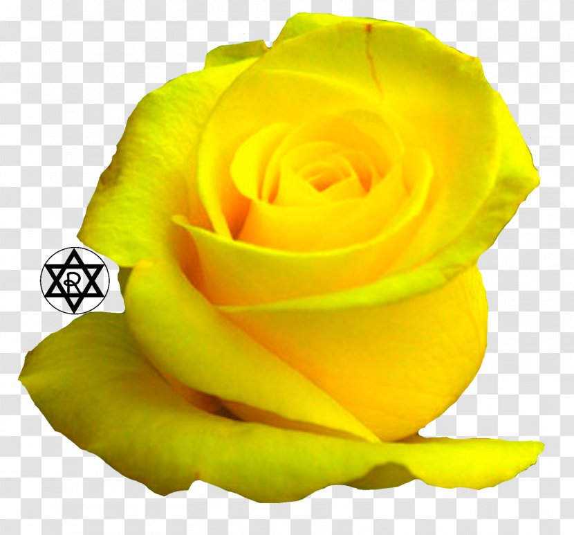 Garden Roses Cabbage Rose Cottage Cut Flowers - Yellow - Flower Transparent PNG