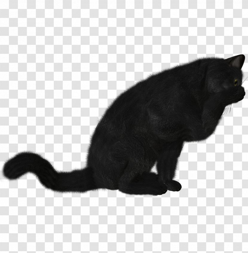 Bombay Cat Kitten Black Clip Art - Photography - Cats Transparent PNG