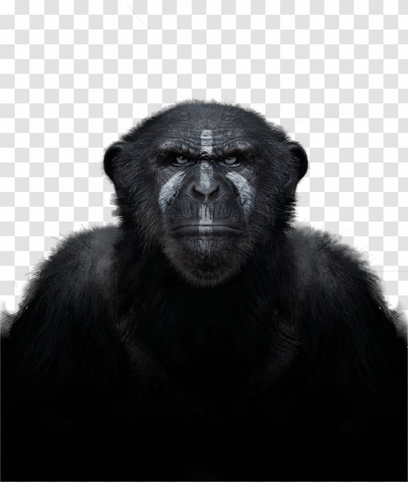 Common Chimpanzee Western Gorilla Primate Monkey In The Wild Transparent PNG