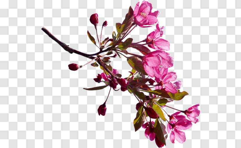KLiK Flower Cherry Blossom Clip Art Image - Twig Transparent PNG