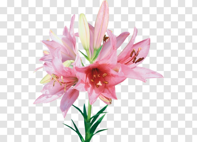 Cut Flowers - Color - Helal Transparent PNG