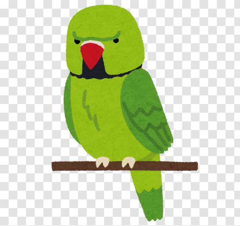 Parrots Rose-ringed Parakeet Bird Beak Cat - Green - Organism Transparent PNG
