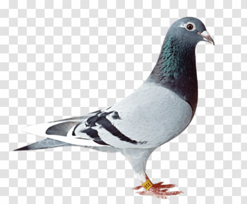 Homing Pigeon Racing Homer Fancy - Bird Transparent PNG