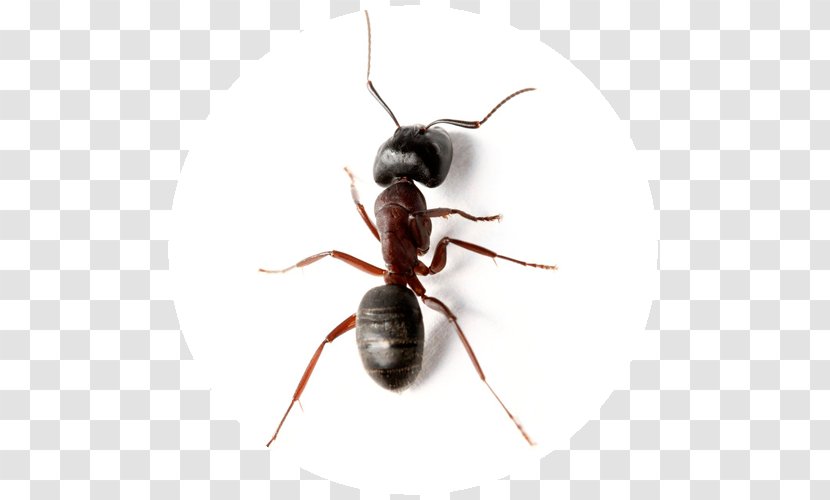 Carpenter Ant Insect JAPCO Pest Control Ltd Transparent PNG