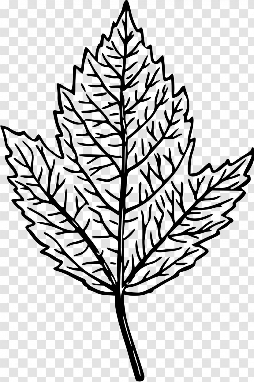 Clip Art - Black And White - Leaf Transparent PNG