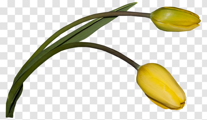 Flower Download Cartoon Plant Stem - Fruit - Happiness Transparent PNG