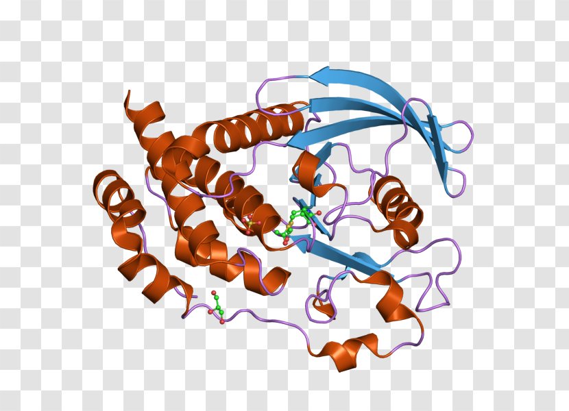 Ptpn5 Protein Tyrosine Phosphatase Art Wikipedia Wiki Encyclopedia Transparent Png