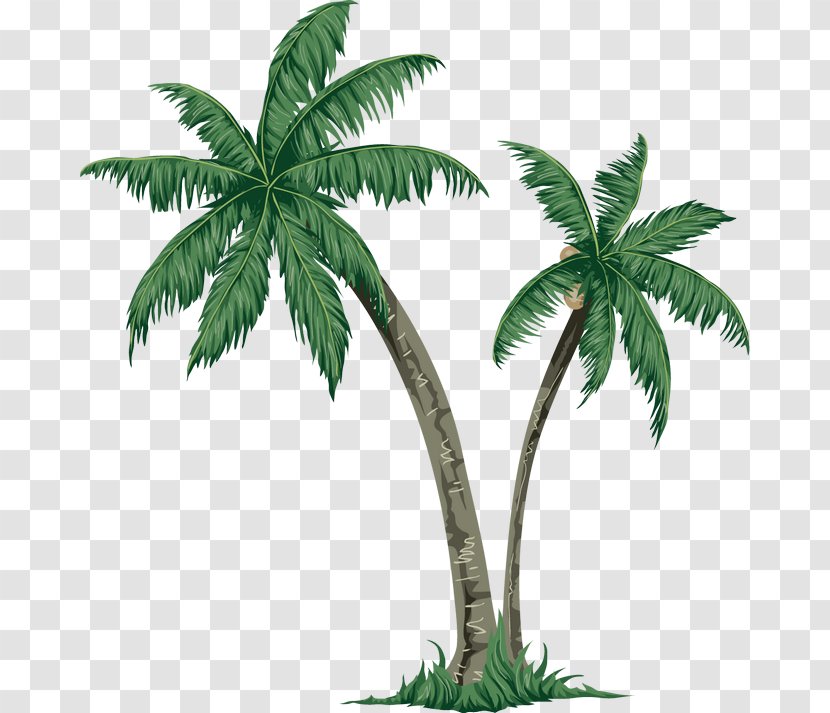 Arecaceae Tree Paper Clip Art - Shade - Coconut Island Transparent PNG