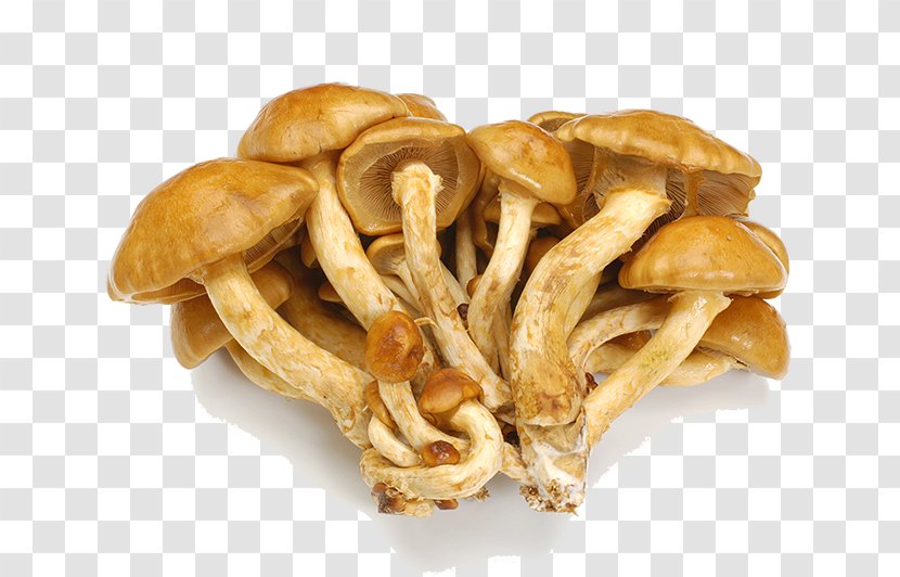 Mushroom Junk Food Pholiota Microspora Shiitake - Fresh Wild Transparent PNG