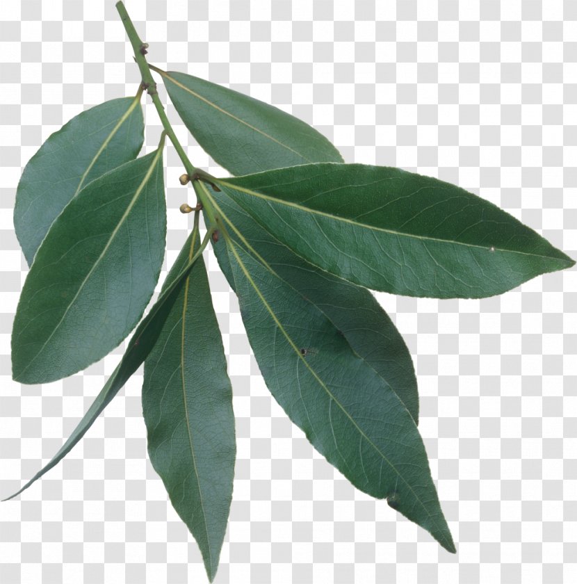 Bay Laurel Leaf Wreath Herb - Fresh Green Leaves Transparent PNG