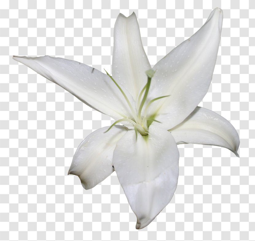Image Vector Graphics Lily - Cut Flowers Transparent PNG