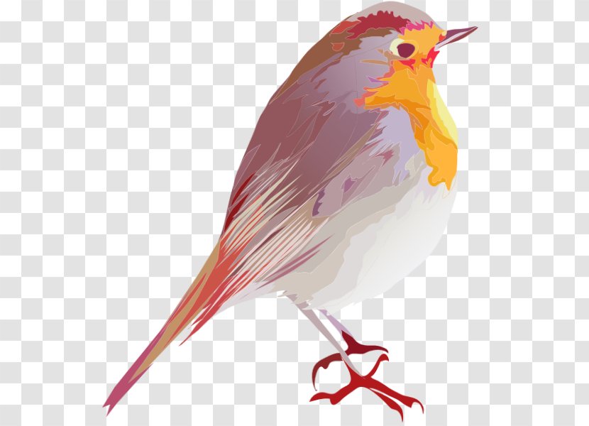 Bird European Robin Design Animal Clip Art - Finch Transparent PNG