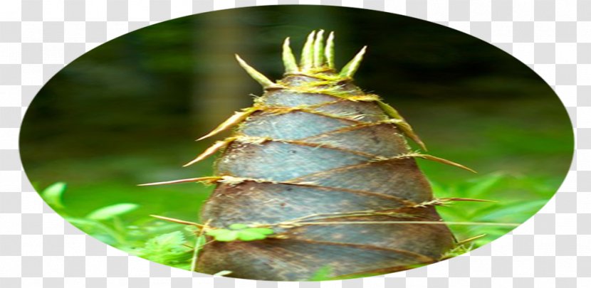 Insect - Organism - Bamboo Shoot. Transparent PNG