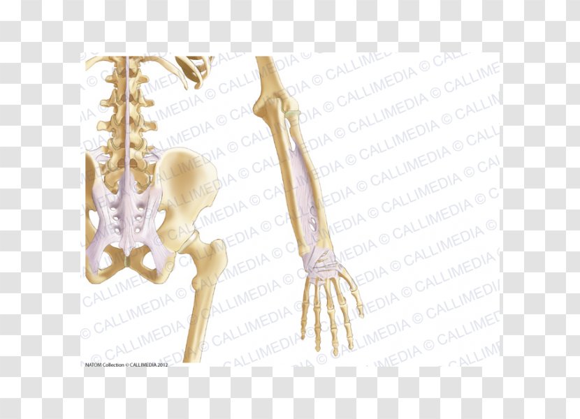 Finger Forearm Ligament Anatomy Human Skeleton - Silhouette - Hand Transparent PNG