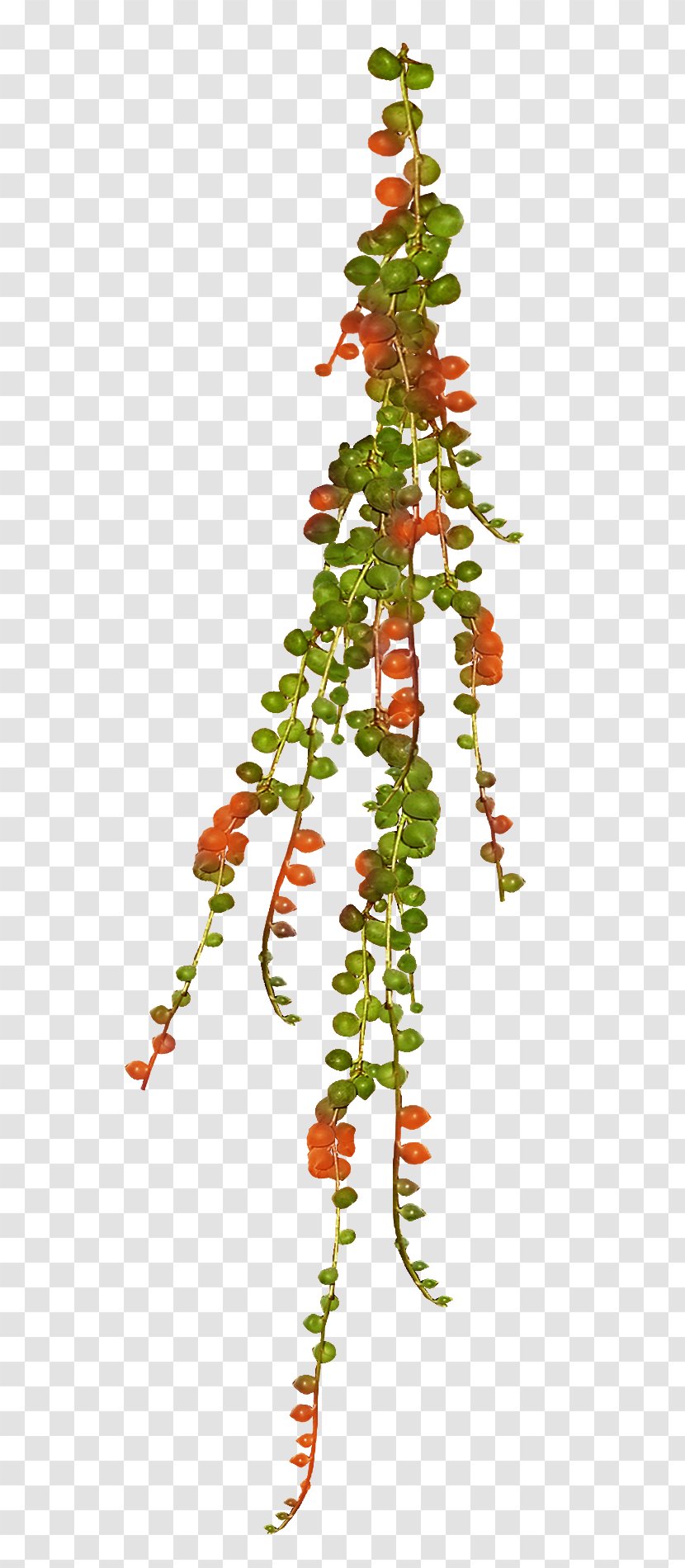 Plant Vine Tree Spruce - Twig Transparent PNG