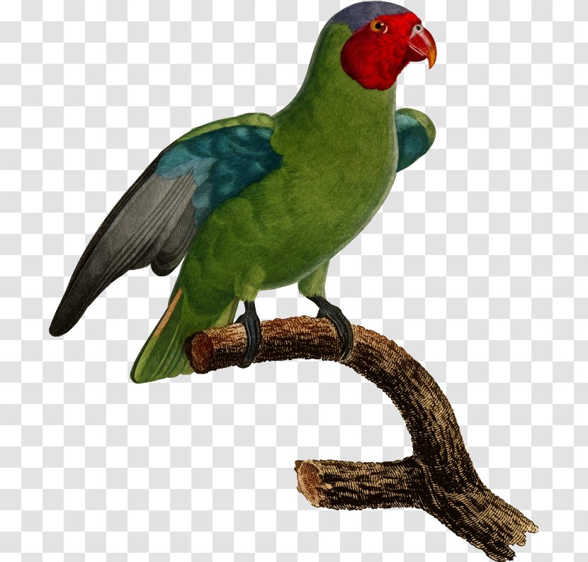 Lovebird Macaw Parrot - Beak - Bird Transparent PNG